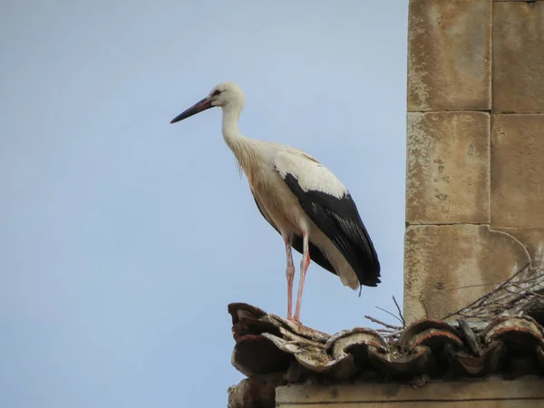 チョルデータの動物を保管し Ornithurae Class Aves Birds — ストック写真