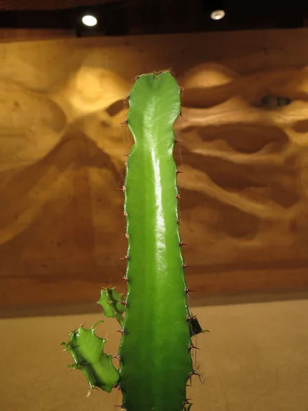 Een Cactusplant Angiospermen Eudicots Caryophyllales Cactaceae — Stockfoto