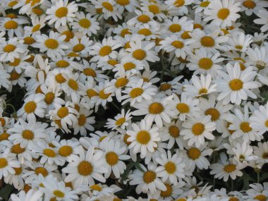 öküz gözü papatyasından (Leucanthemum vulgare) beyaz çiçek yaygın olarak öküz gözü papatyası, öküz gözü papatyası, köpek papatyası olarak bilinir.