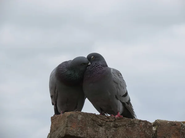 Couple Pigeons Domestiques Phylum Chordata Clade Ornithurae Classe Aves Oiseaux — Photo
