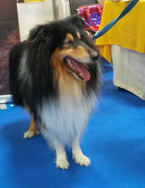 Animal Cão Doméstico Filo Chordata Classe Mammalia Mamíferos Raça Shetland — Fotografia de Stock