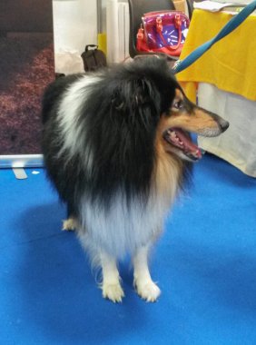 evcil köpek hayvan türü phylum Chordata, sınıf memeli (memeliler), Shetland çoban köpeği cins