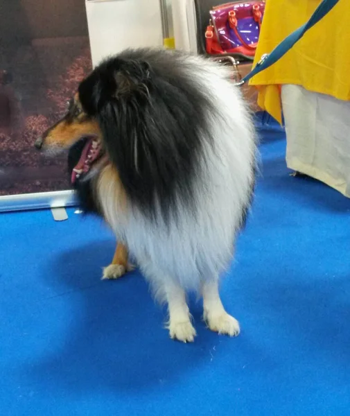 Haustier Von Stamm Chordata Klasse Mammalia Säugetiere Shetland Sheepdog Rasse — Stockfoto