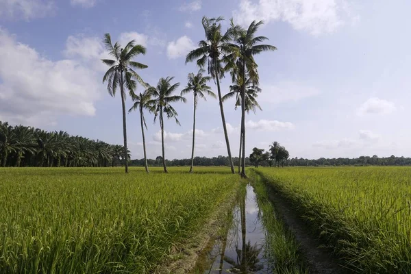 Кокосовые Пальмы Рисовом Поле — стоковое фото