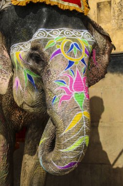 Fil ve gölge sürücü. Jaipur, Rajasthan.India durumunu