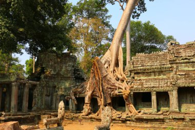Angkor Wat, tapınak kalıntıları, Cambodi ağaca tapınakta ta Prohm
