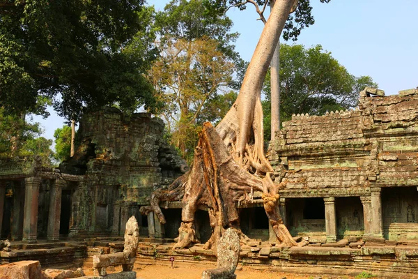 Ta Prohm temple in Angkor Wat, tree at the temple ruins, Cambodi — Stock Photo, Image