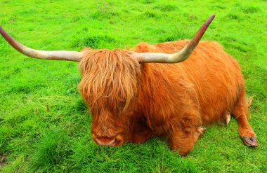 Dinlenme kırmızı yayla inek, İskoçya