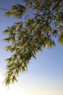 Gün batımında yeşil bambu yaprakları