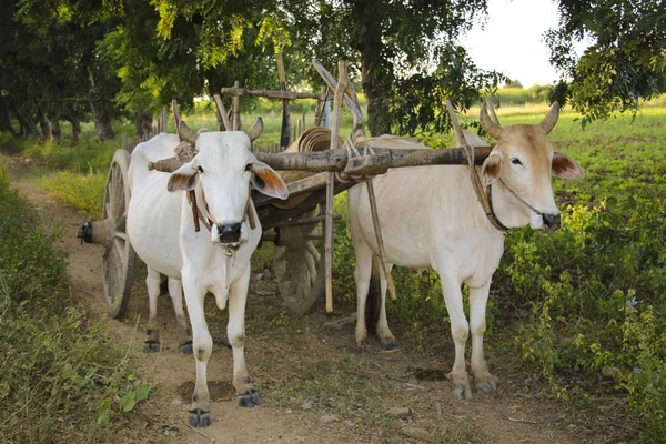 Transporte rural birmano con dos bueyes y carro de madera en Ba — Foto de Stock