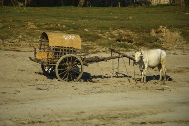 Beyaz öküz ve ahşap sepeti ile Birmanya kırsal ulaşım 