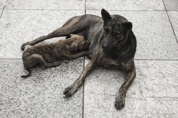 Dog feeding puppies on the street in Yangon, Myanmar (Burma)