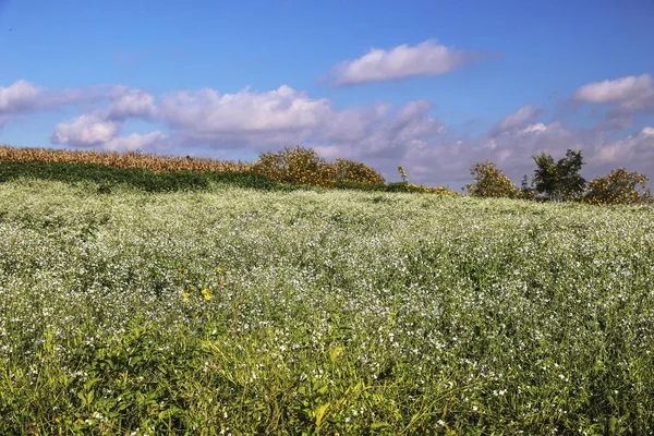 Beyaz Susam çiçek alanı