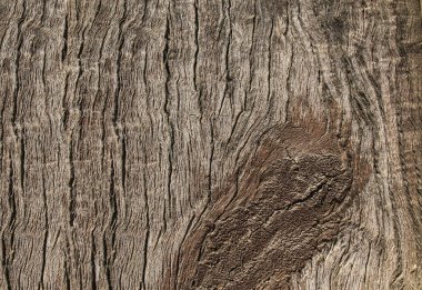 Kahverengi ahşap doku doğal desenli. Yakın çekim