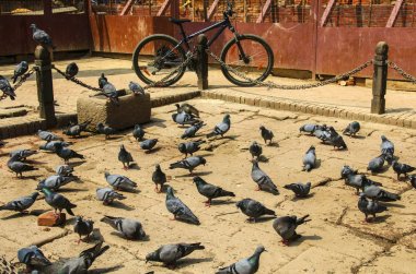 Güvercinler ve bir bisiklet Katmandu Meydanı, Nepal