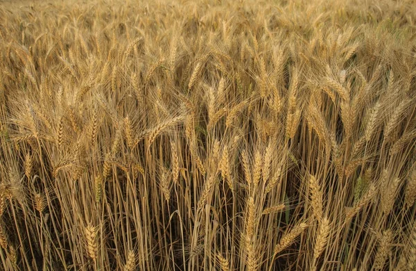 Ears of wheat close-up Royalty Free Stock Photos