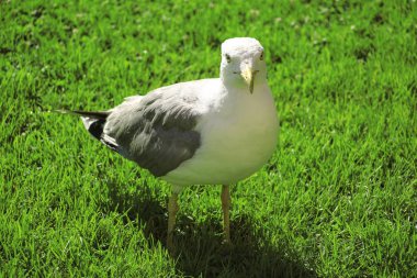 Yeşil çimenlerin üzerinde martı