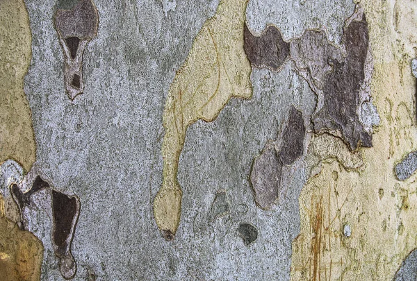 Schors van platan boom — Stockfoto