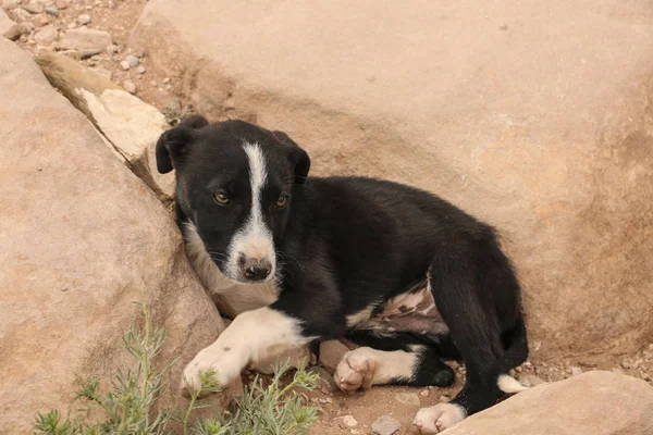 Cute sad black and white puppy colors lies between the stones — Stock Photo, Image