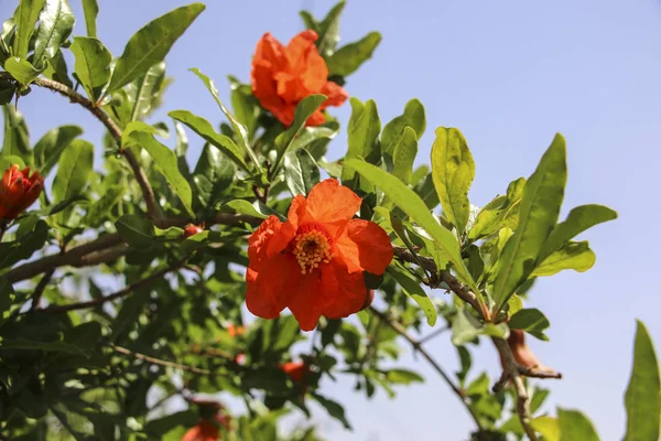 Pomegranates tree with red flowers at blue sky background — Stock Image Pomegranates tree with red flowers at blue sky background Stock Photo