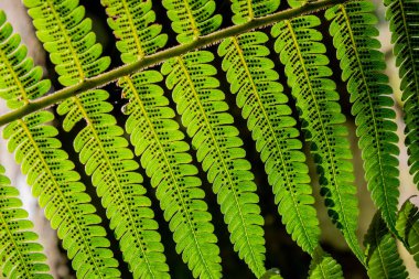 yeşil yapraklar desen