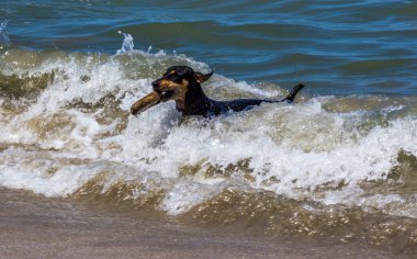 Köpek sörf dalgalar