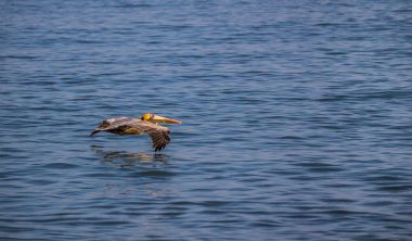 Su kaymağını deniz Pelikan