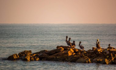 Günbatımı deniz Pelikan