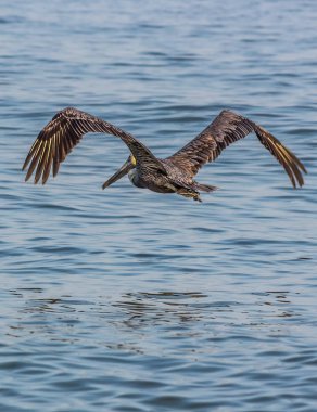 Pelikan yayılmış kanatlar