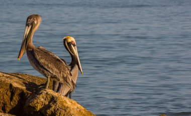 Resif üzerinde deniz Pelikan