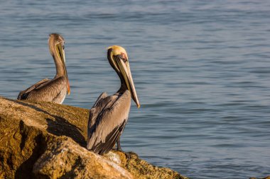 Resif üzerinde deniz Pelikan