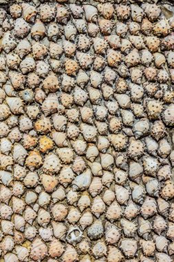 Deniz kabuklarını doku duvar