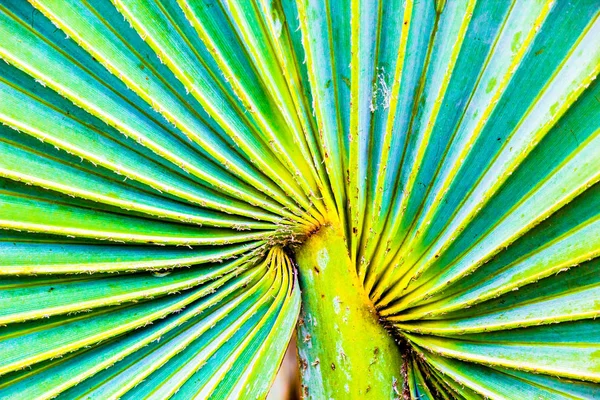 Экзотическая пальма Пенка — стоковое фото