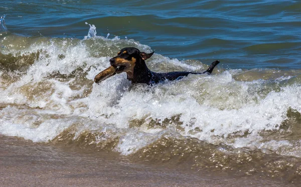 Dog Surfing on the Waves — Stock Photo, Image