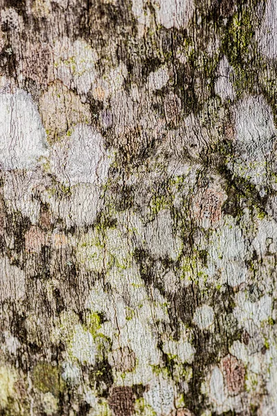 Corteccia dell'albero primo piano — Foto Stock