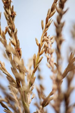 Tohumlar, buğday şube portre üzerinde