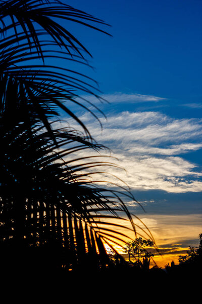 Beach landscape with a palm tree leaf backlighting
