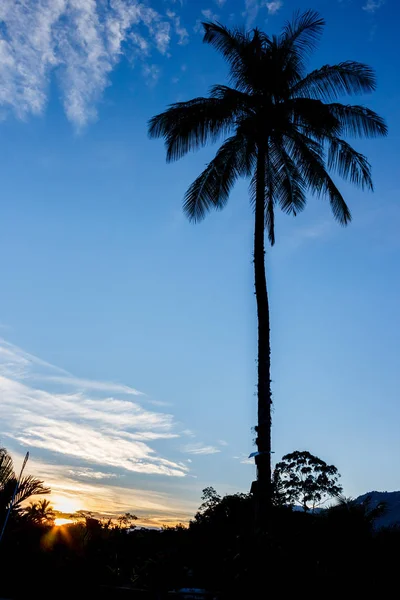 Strand Lanscape met palmboom — Stockfoto