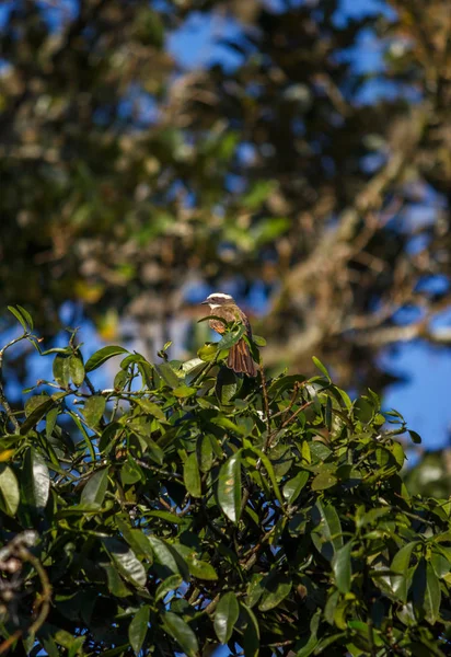 Palomita pájaro en rama de árbol — Foto de Stock