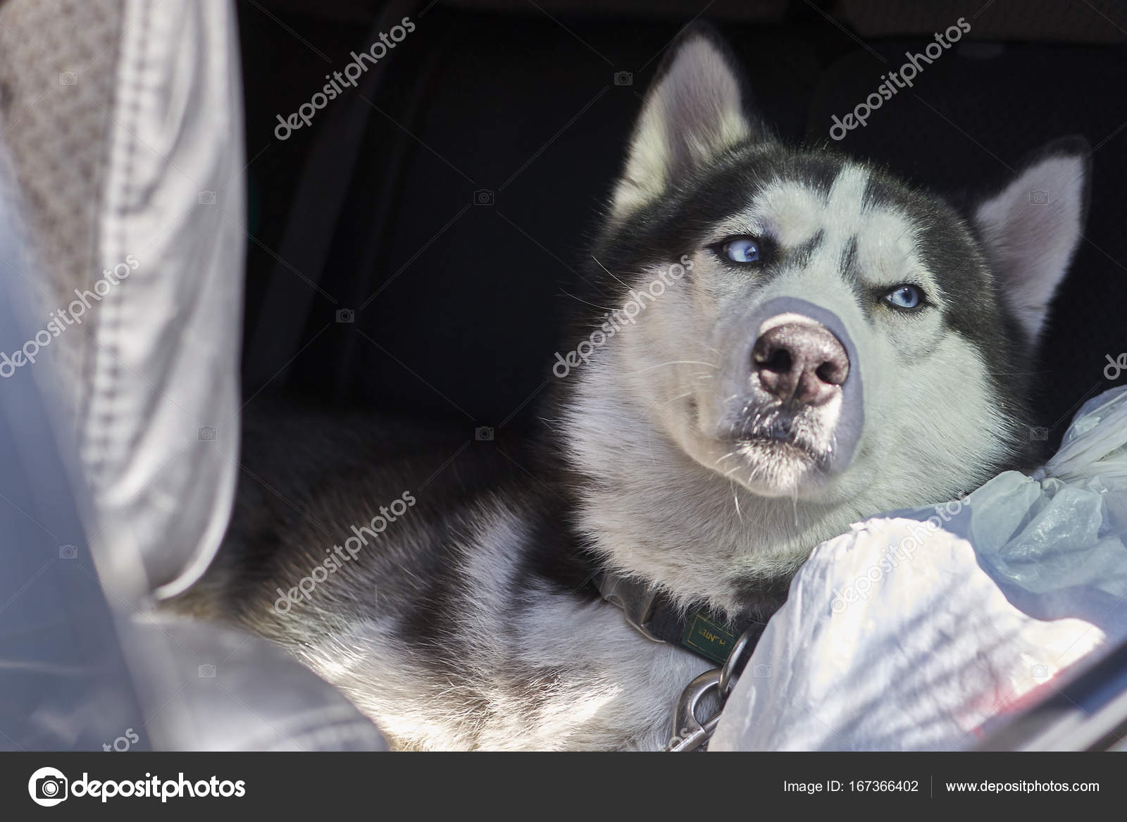 Vue Rêveuse Du Chien Husky Sibérien Noir Et Blanc Couleur