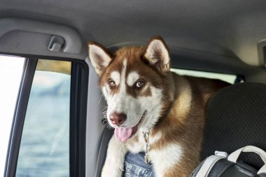 Kırmızı Sibirya husky köpek yavrusu arabayla dolaşıyor. Önden Görünüm, portre.