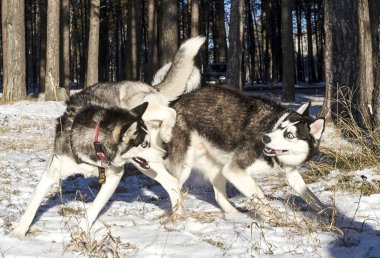 Sibirya köpekleri kış ormanlarında oynarlar.. 