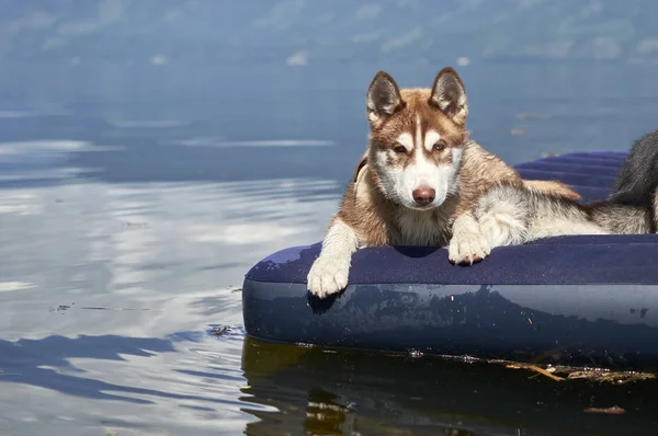 Husky Cachorro Cão Está Deitado Colchão Cachorro Husky Siberiano Flutua — Fotografia de Stock