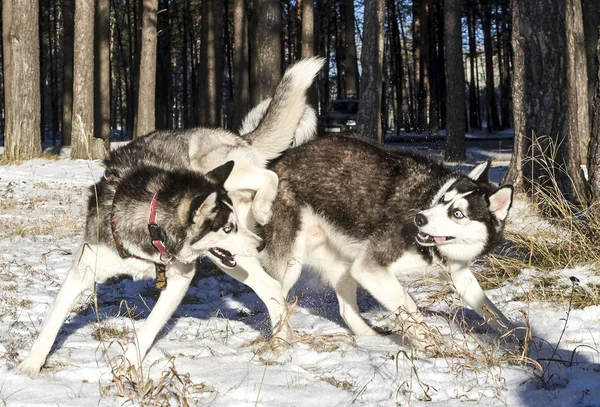 Perros Husky Siberianos Juegan Bosque Invierno —  Fotos de Stock