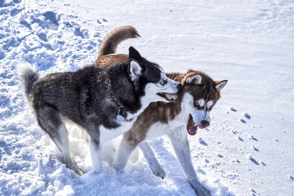 Siberiano husky divertido jugar en —  Fotos de Stock