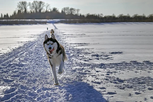 Vicces szibériai husky fut — Stock Fotó