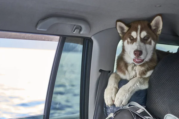 Cunte Red Siberian Husky Welpe ist in einem Auto unterwegs. Vorderseite, Portrait. — Stockfoto