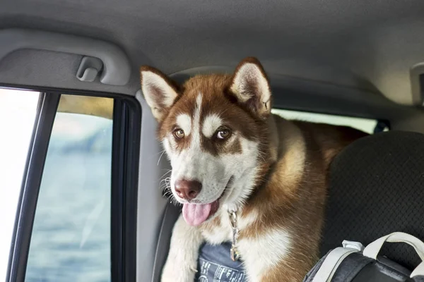 Красный сибирский щенок-хаски едет в машине. Вид спереди, портрет . — стоковое фото