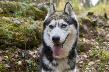 Köpek Sibirya husky mavi