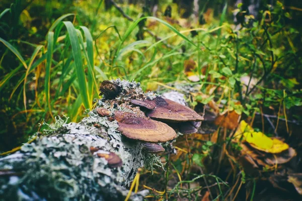 明亮的绿色草丛 — 图库照片